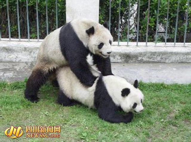 媒体揭秘大熊猫孕育全历程 国宝也来“真人秀”