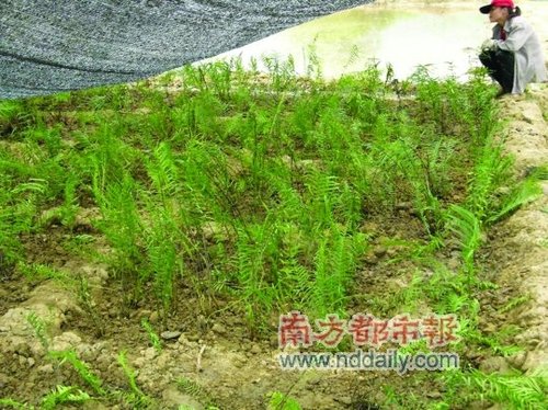 中国土壤重金属污染严重 立法迫在眉睫