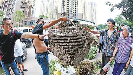 1米,蜂巢达30层,大如箩
