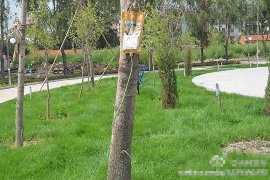 吉林市6000多棵老树打吊瓶补充营养(图)