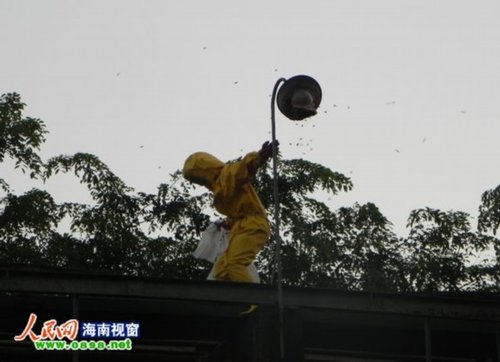 海口消防员攀上灯杆摘除马蜂窝 身姿似体操