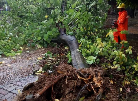 台风“帕卡”登陆现场:大树被连根拔起