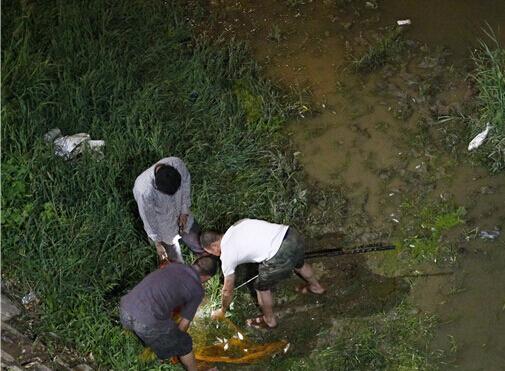 西安浐河现大量死鱼 市民涉险打捞(图)