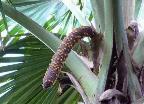 神似<em>人体性</em>器官的热带水果 你敢吃么_新闻_腾