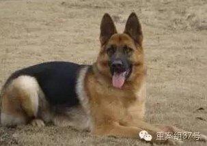 江苏小伙打死咬伤女友的狗被刑拘 还可能被批捕