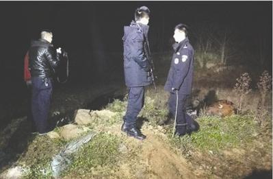 公牛发疯顶死老主人 快反突击队员8枪击毙(图)