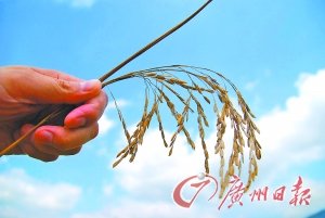 广东龙川县1565亩早稻绝收 疑系稻种有问题