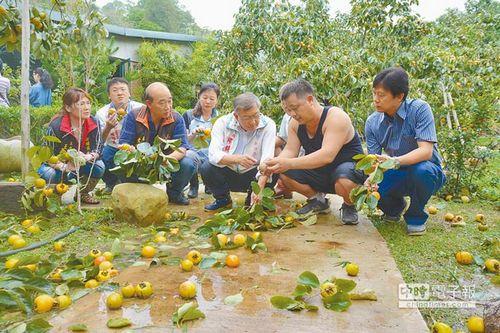 台风鲇鱼重创果农 全台农业损失逾10亿台币