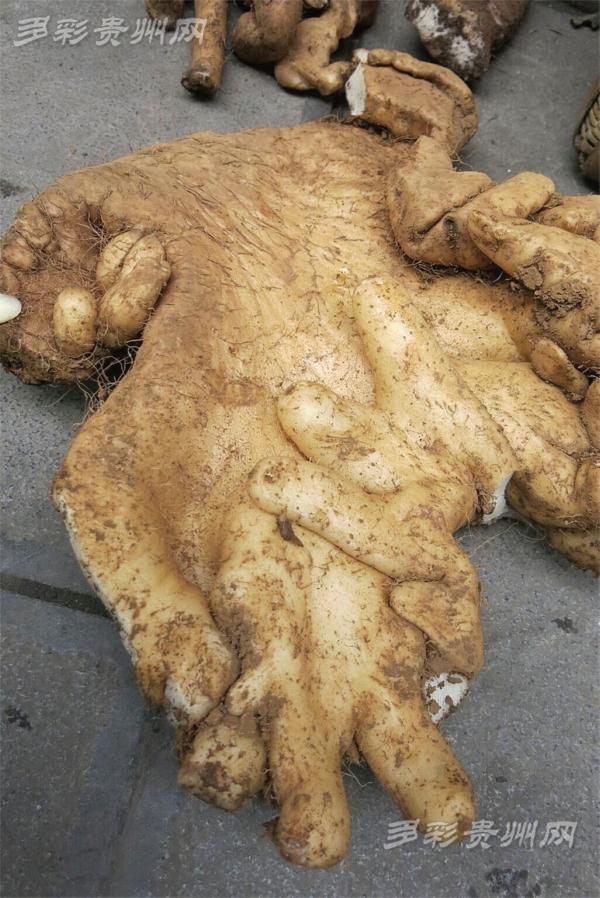 贵州村民挖到巨型野生药 这块白山药重9斤(图)