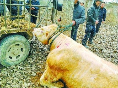���˽�һ��ţ���ײ������ ����ĸţ�ŷ��䣨ͼ��