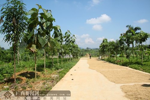 崇左市扶绥县渠黎镇碧髻村岜宁屯道路两旁种植了很多珍贵树种.