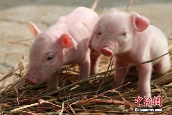 江西一头母猪产下双面小猪 三只眼两张嘴(图)
