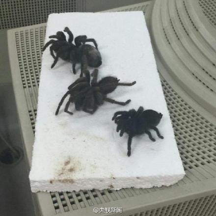深圳检疫局从国外邮件中截获2936只蜘蛛蜈蚣