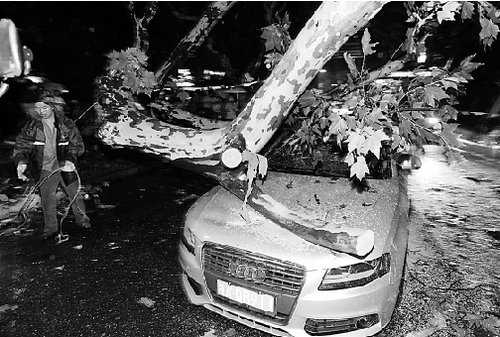 杭州暴雨倾泻一片汪洋 惊雷劈倒大树砸中奥迪