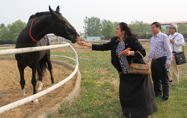 土库曼斯坦赠送汗血马暂养在北京劳动文化宫