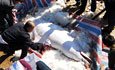 Fujian blanc chinois dauphins retrouvés morts