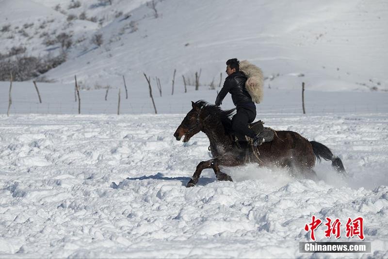 新疆哈萨克族牧民雪地刁羊 雪花溅起一米高(组图)