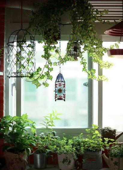 阳台种什么植物好冬天 133873668.jpg