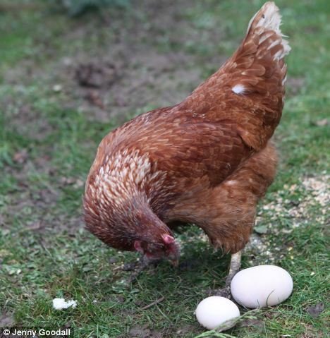 英国一母鸡生巨蛋 比普通鸡蛋重8倍(图)