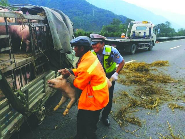 四川雅西高速公路货车侧翻 60只猪路上狂奔(图)