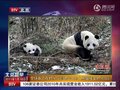 视频：首只在野化场出生的大熊猫接受野化培训