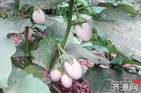 稀奇!6旬老汉种植茄子却长出多颗“鸡蛋”