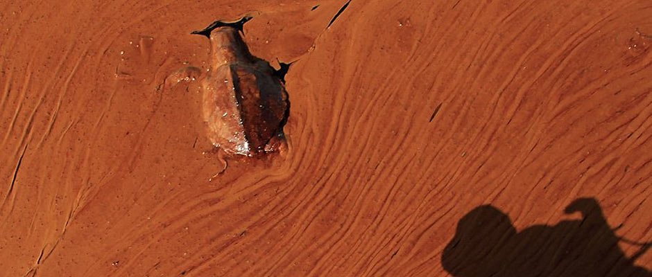 墨西哥湾原油泄漏_图片站