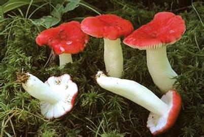大爷山上捡“红蘑菇”煮汤吃 毒倒一家6口人