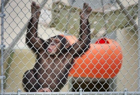 美国组织为黑猩猩申请法人地位 助其获有限自