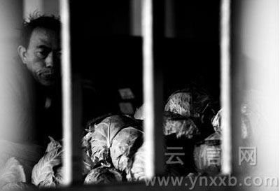 记者探访揭示白菜价如何从0.27元涨到1.5元