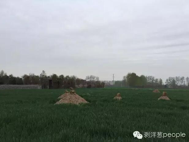 河南周口运动式平坟后:火葬场冷清棺材市场火热