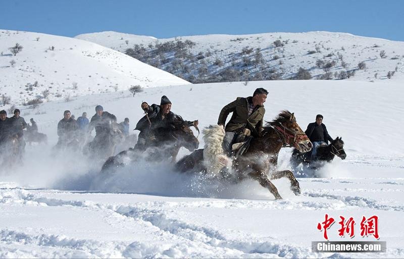 新疆哈萨克族牧民雪地刁羊 雪花溅起一米高(组图)