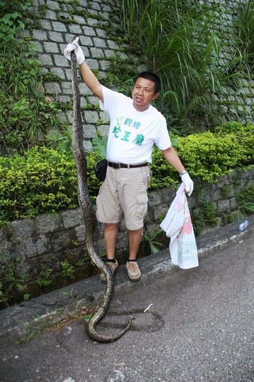 香港清水湾擒获六呎长蟒蛇 料因饥饿外出觅食
