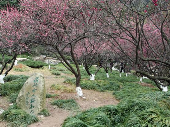 超山梅园