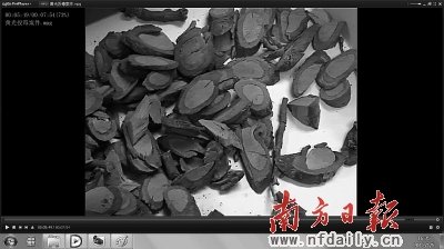 广东官员毒死人大代表案:断肠草漫山遍野都是