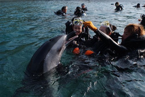 国庆期间分界洲岛活动多 看海豚乘潜艇有优惠