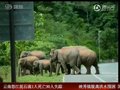视频：民警护卫野象横穿高速路 市委书记驻足
