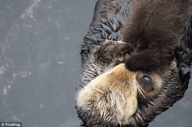 美国水族馆母海獭紧抱幼崽水面漂浮  画面超有爱