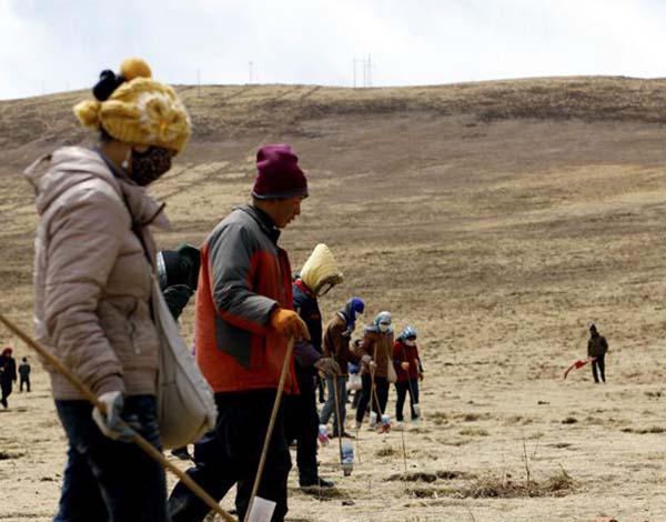 三江源9年砸8亿元灭鼠兔 专家称此举破坏生态
