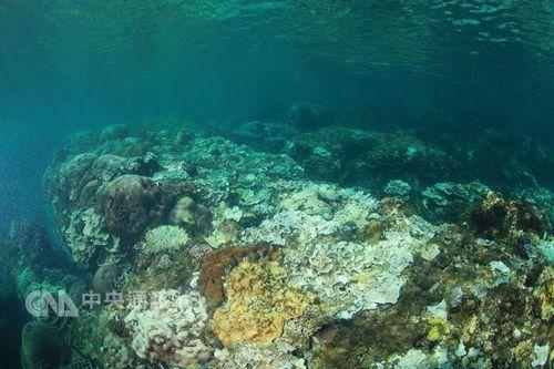 台湾垦丁水温破30度 珊瑚白化17年来最严重(图)