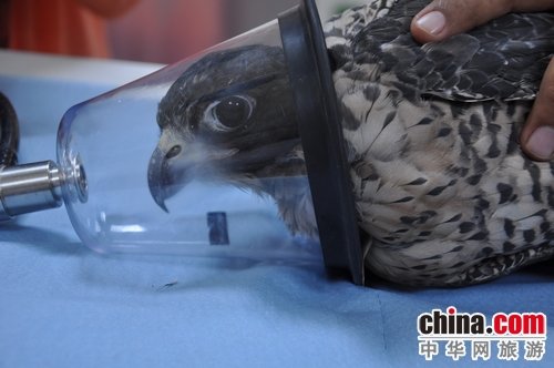 走访阿布扎比猎隼医院 触碰阿拉伯古老文化