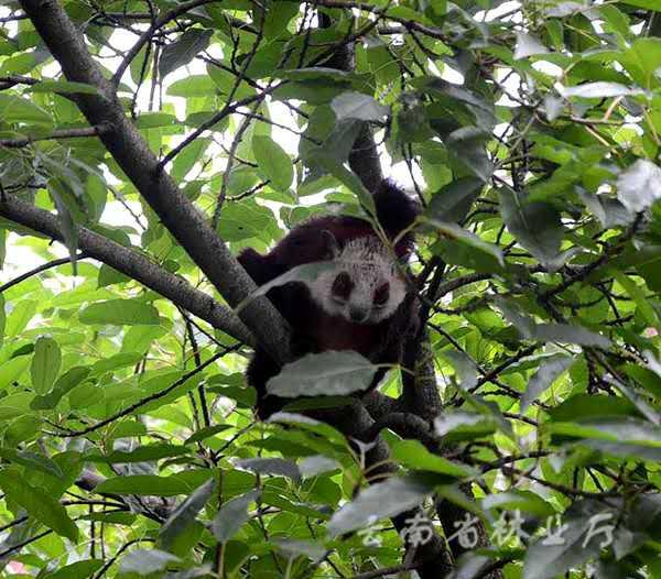 云南昭通发现疑似大熊猫萌物 经确认是红白鼯鼠