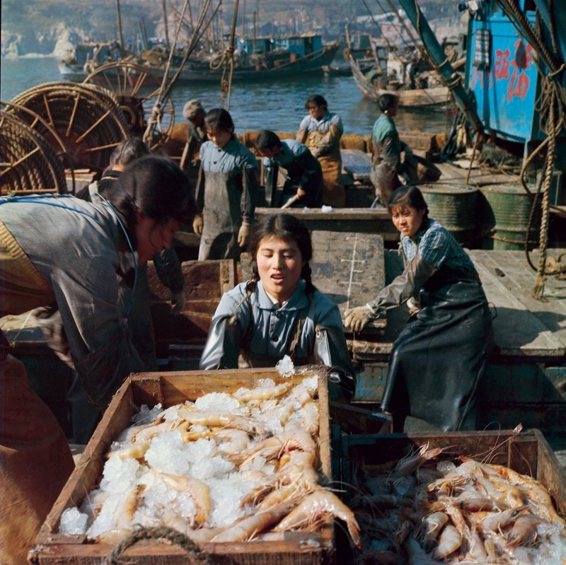 1958年,大连獐子岛,以文淑珍为代表的几位女性冲破传统观念,毅然出海捕鱼。她们努力学习航海技术,取得了出众的业绩。1962年,她们的渔船被命名为“三八”号,文淑珍成为当地的第一位女船长。1971年,“三八”号渔船接到海事指挥部通知后,赶赴黄海,捕获了大量对虾,创造了当时对虾捕捞的高产纪录。对虾的出口是当时我们国家获取外汇的重要途径之一。 1958年,大连獐子岛,以文淑珍为代表的几位女性冲破传统观念,毅然出海捕鱼。她们努力学习航海技术,取得了出众的业绩。1962年,她们的渔船被命名为“三八”号,文淑珍成为当地的第一位女船长。1971年,“三八”号渔船接到海事指挥部通知后,赶赴黄海,捕获了大量对虾,创造了当时对虾捕捞的高产纪录。对虾的出口是当时我们国家获取外汇的重要途径之一。