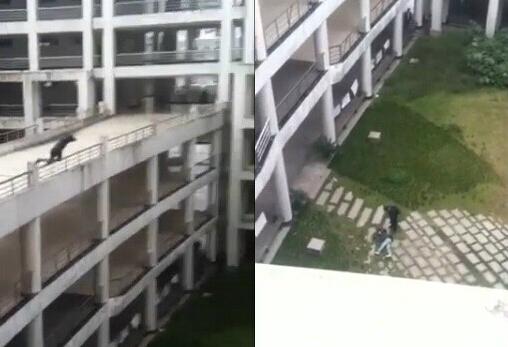 表白失败就跳楼，爹娘白养你
