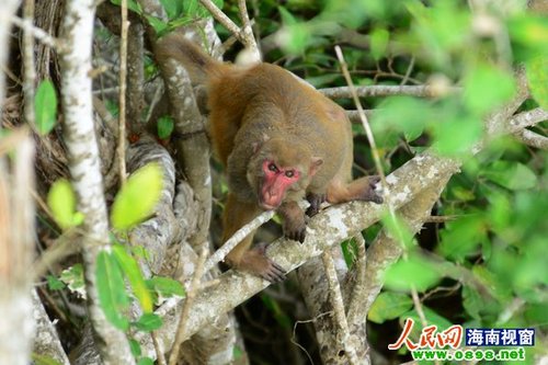 三亚热带天堂公园野果成熟 引野生猕猴采食
