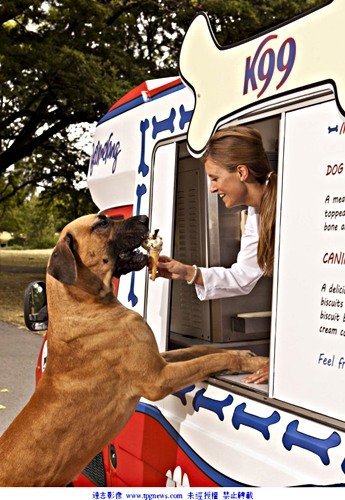 英国推出宠物狗冰淇淋车 专为狗狗消暑(图)