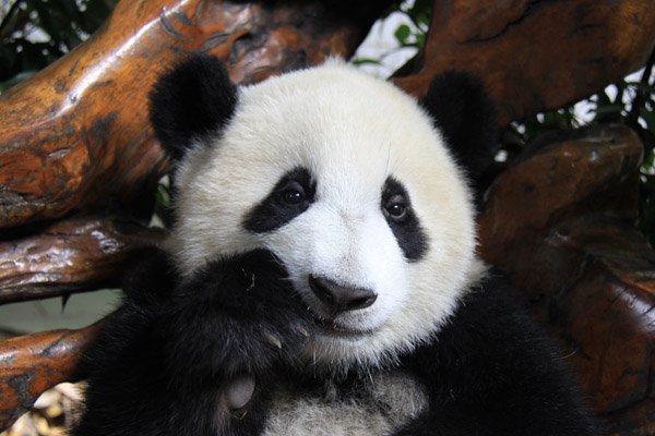 上海动物园熊猫馆迎来呆萌俩小子_ 豫城网_