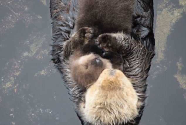 美国水族馆母海獭紧抱幼崽水面漂浮  画面超有爱