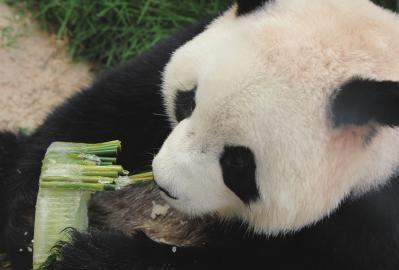 澳门大熊猫“心心”在生日时享用“美味佳肴”。 资料图