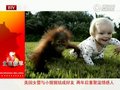 视频：女婴与猩猩成好友 两年后重聚温情感人
